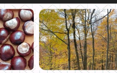 Jesen zaustavljena u trenutku… Iz oka i kamere učenica 4.a