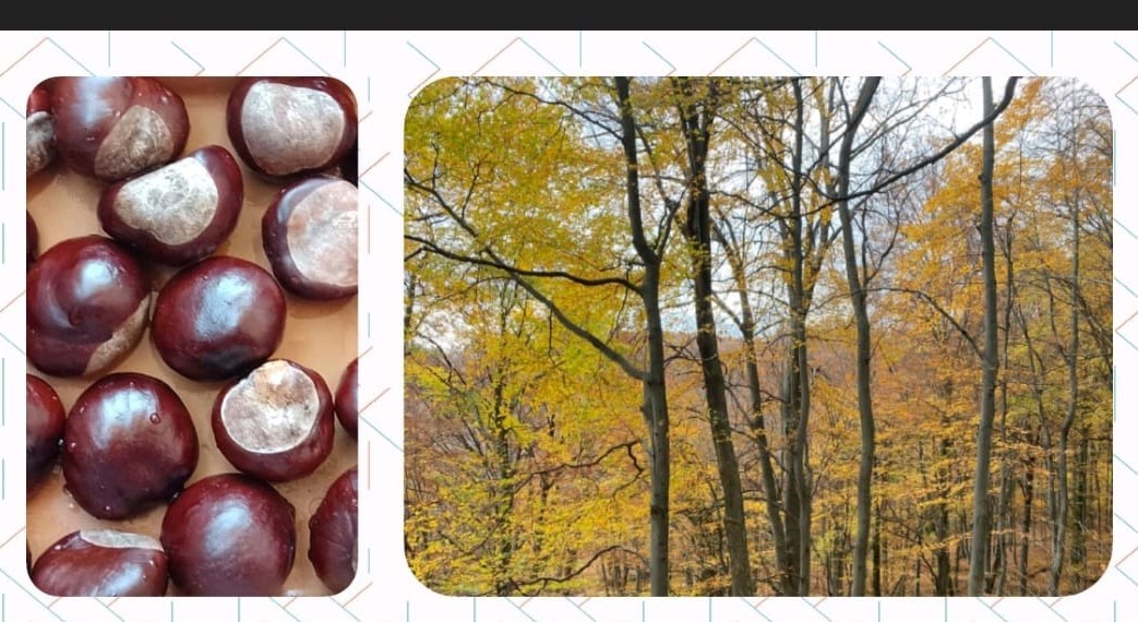 Jesen zaustavljena u trenutku… Iz oka i kamere učenica 4.a